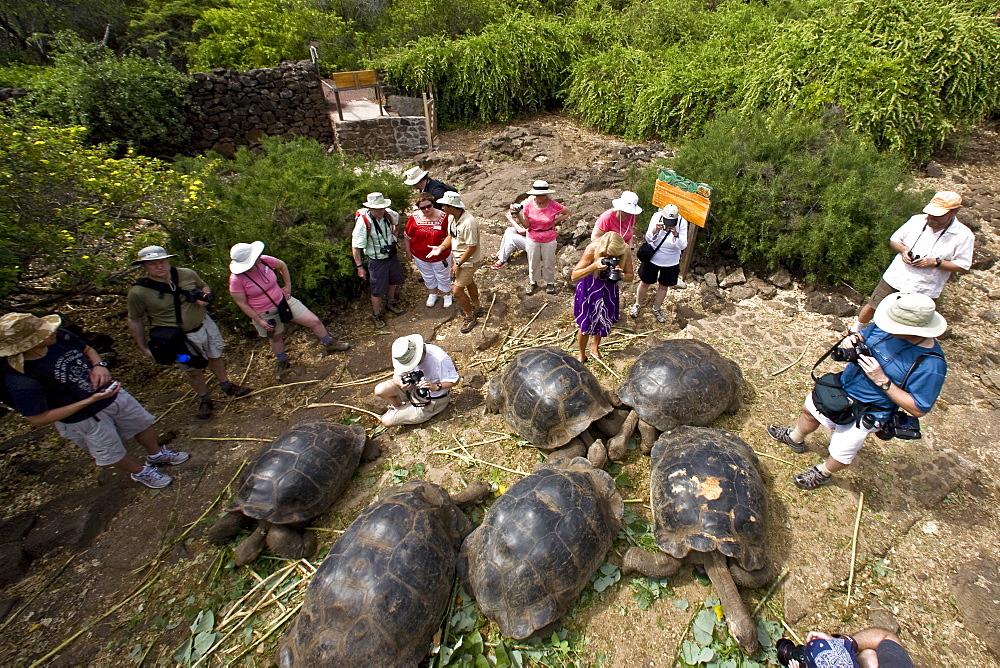 Captive Galapagos giant tortoise (Geochelone elephantopus) being fed at the Charles Darwin Research Station on Santa Cruz Island in the Galapagos Island Archipelago, Ecuador