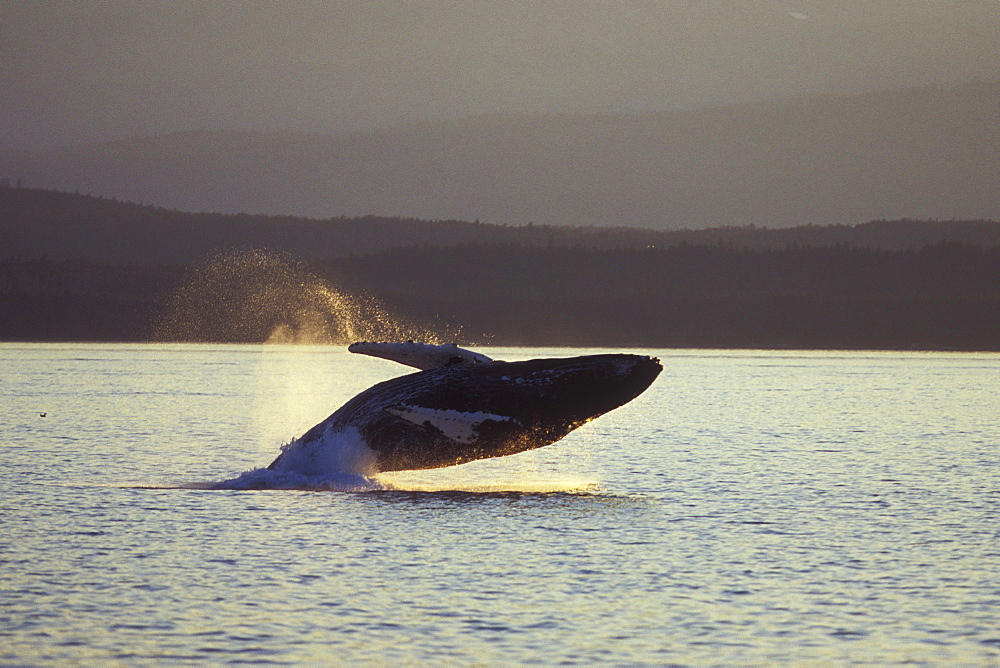 Adult Humpback Whale (Megaptera novaeangliae) breaching at sunset in Stephen's Passage, Southeast Alaska, USA. Pacific Ocean.