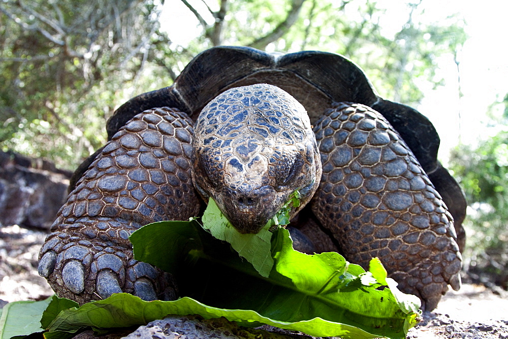 Captive Galapagos giant tortoise (Geochelone elephantopus) being fed at the Charles Darwin Research Station on Santa Cruz Island in the Galapagos Island Archipelago, Ecuador