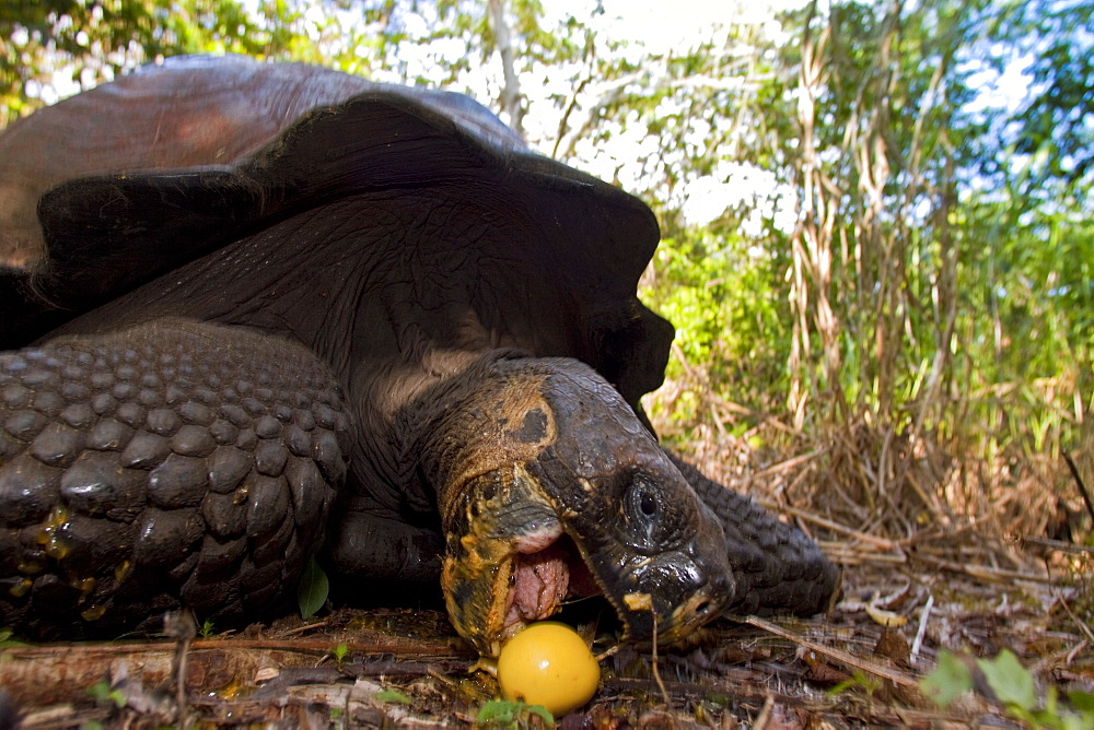 Wild Galapagos giant tortoise (Geochelone elephantopus) feeding on fallen passion fruit on the upslope grasslands of Santa Cruz Island in the Galapagos Island Archipelago, Ecuador