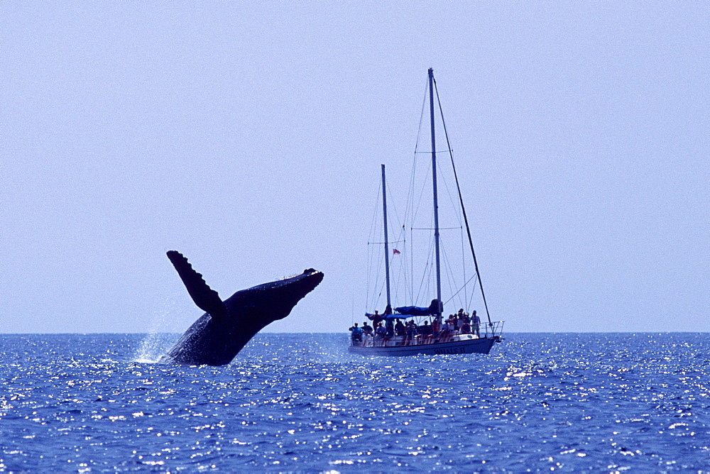 Adult humpback whale breaching near sailboat in the AuAu Channel, Maui, Hawaii, USA.whale watching
(Restricted Resolution - pls contact us)
