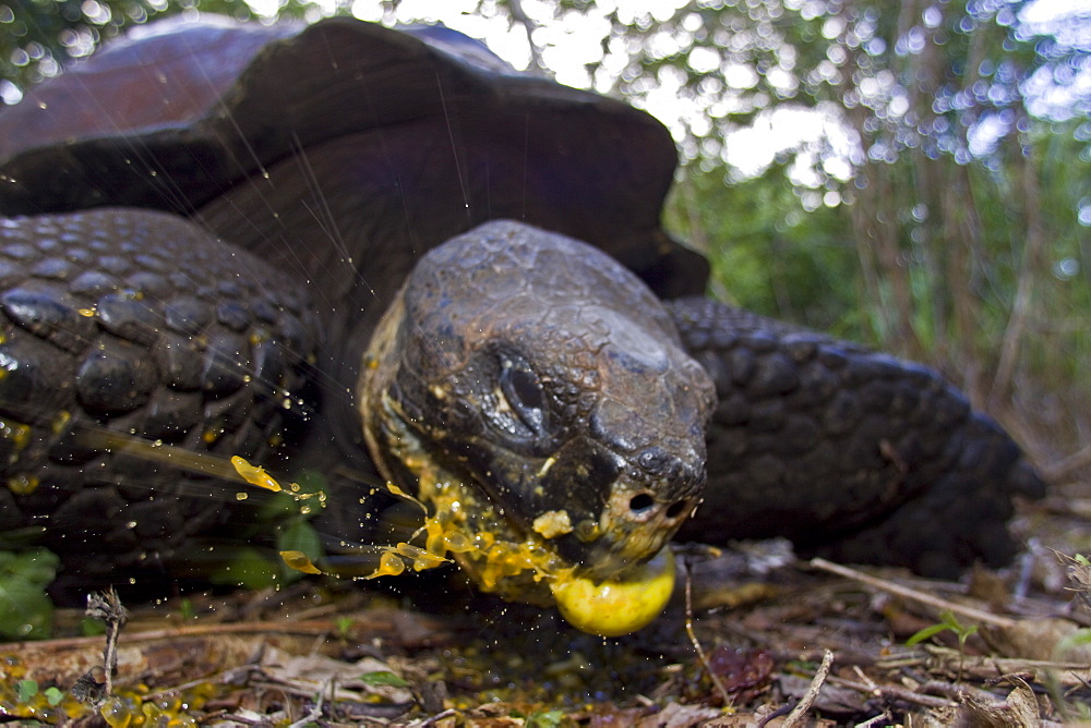 Wild Galapagos giant tortoise (Geochelone elephantopus) feeding on fallen passion fruit on the upslope grasslands of Santa Cruz Island in the Galapagos Island Archipelago, Ecuador