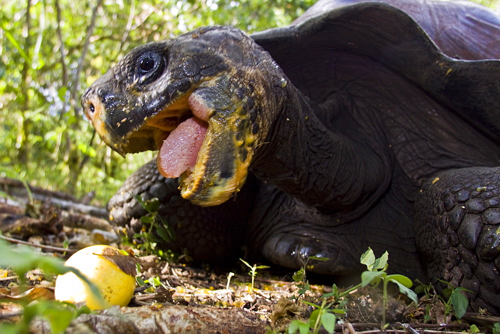 Wild Galapagos giant tortoise (Geochelone elephantopus) feeding on fallen passion fruit on the upslope grasslands of Santa Cruz Island in the Galapagos Island Archipelago, Ecuador