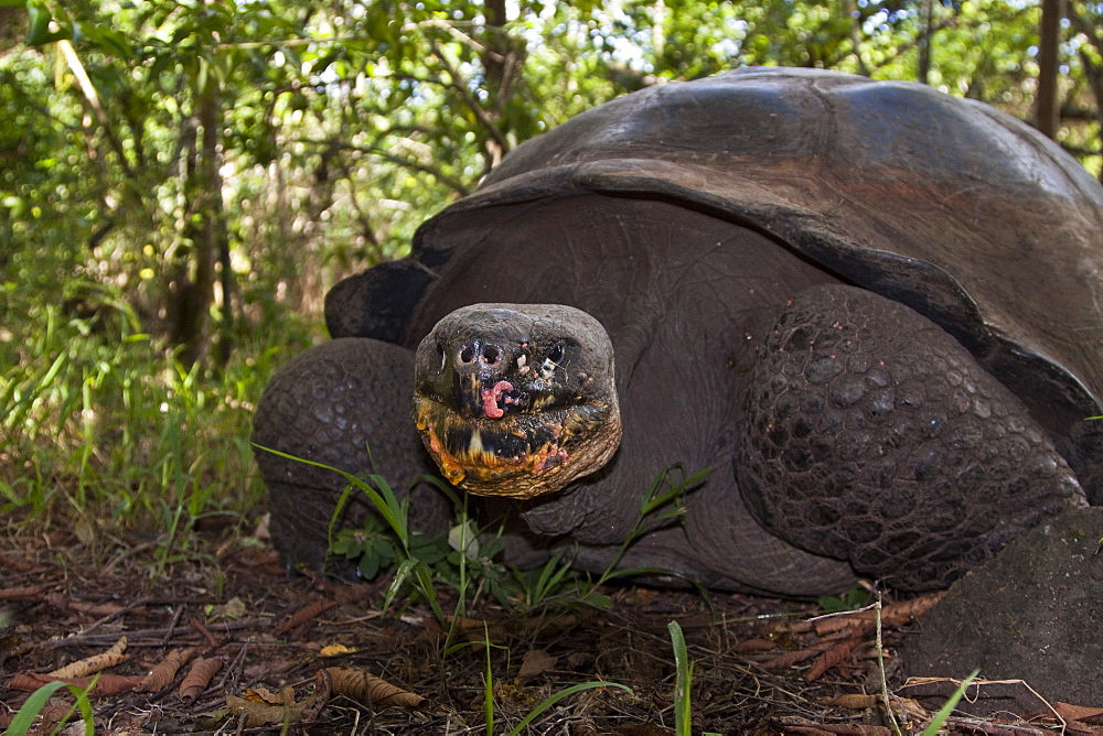 Wild Galapagos giant tortoise (Geochelone elephantopus) feeding on fallen passion fruit on the upslope grasslands of Santa Cruz Island in the Galapagos Island Archipelago, Ecuador