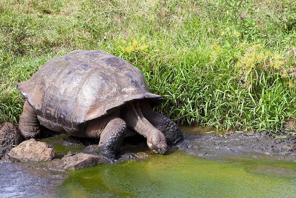 Wild Galapagos giant tortoise (Geochelone elephantopus) feeding on fallen passion fruit on the upslope grasslands of Santa Cruz Island in the Galapagos Island Archipelago, Ecuador