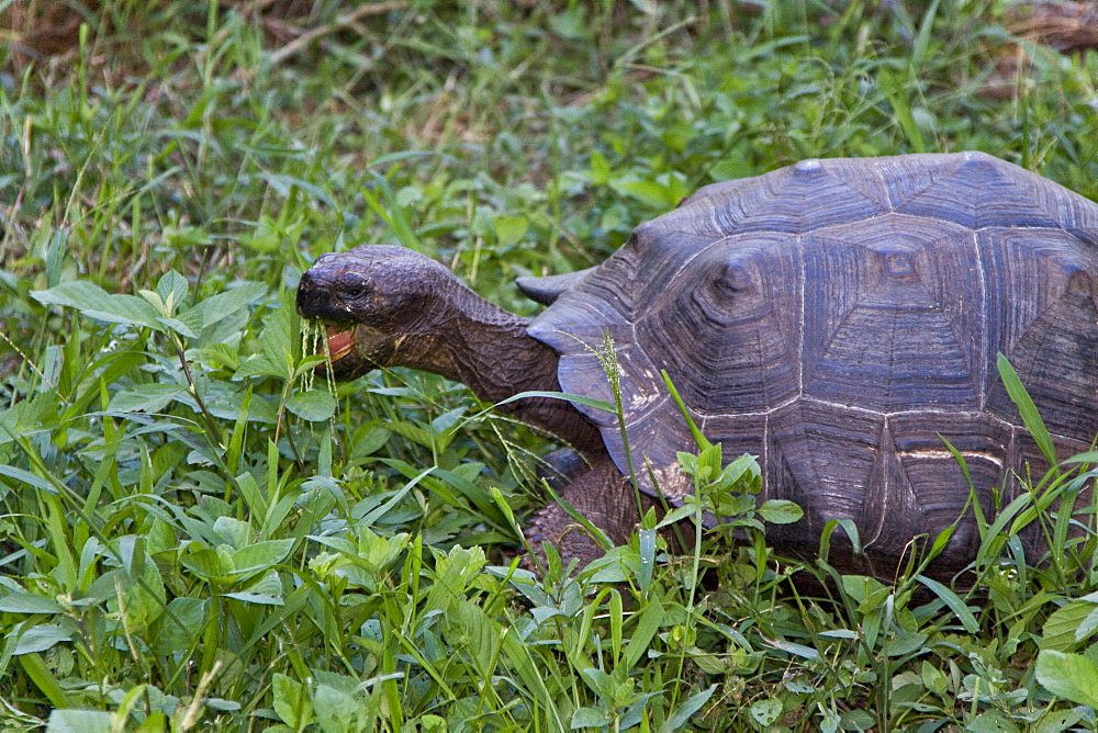 Wild Galapagos giant tortoise (Geochelone elephantopus) feeding on fallen passion fruit on the upslope grasslands of Santa Cruz Island in the Galapagos Island Archipelago, Ecuador