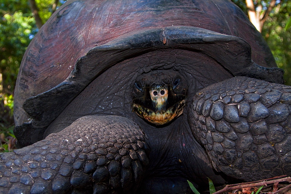 Wild Galapagos giant tortoise (Geochelone elephantopus) feeding on fallen passion fruit on the upslope grasslands of Santa Cruz Island in the Galapagos Island Archipelago, Ecuador