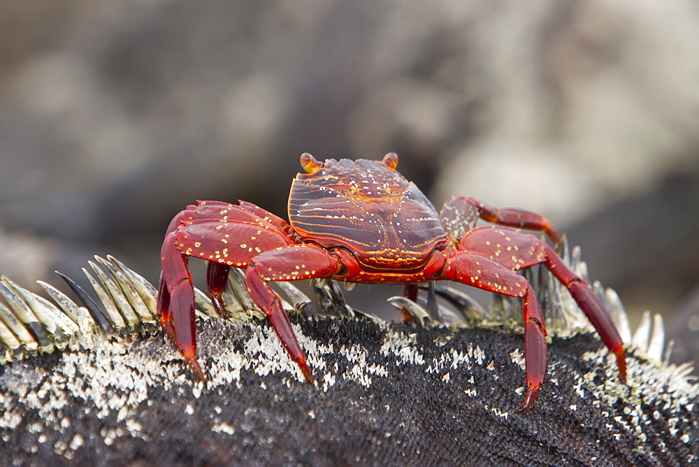 Sally lightfoot crab (Grapsus grapsus) on a marine iguana in the Galapagos Island Archipelago, Ecuador. Pacific Ocean