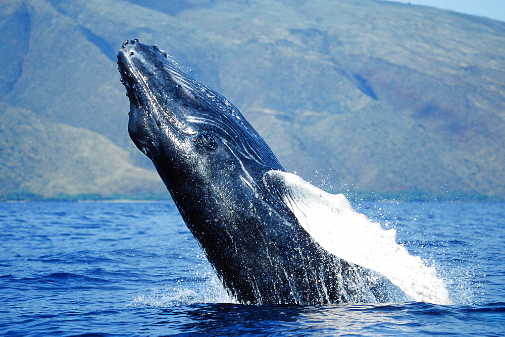 Pacific humpback whale calf,Megaptera novaeangliae, breaching off the west coast of Maui, Hawaii.