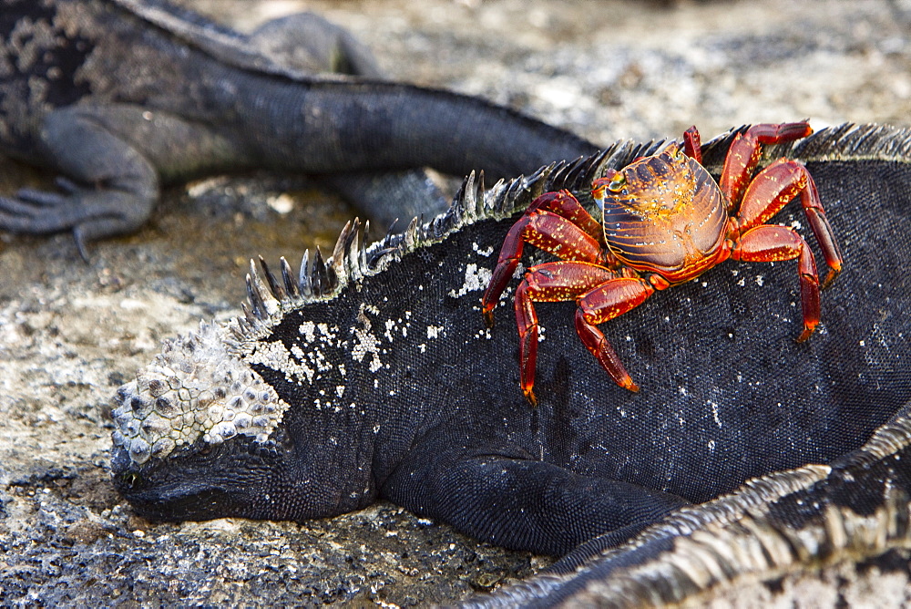 Sally lightfoot crab (Grapsus grapsus) on a marine iguana in the litoral of the Galapagos Island Archipelago, Ecuador. Pacific Ocean