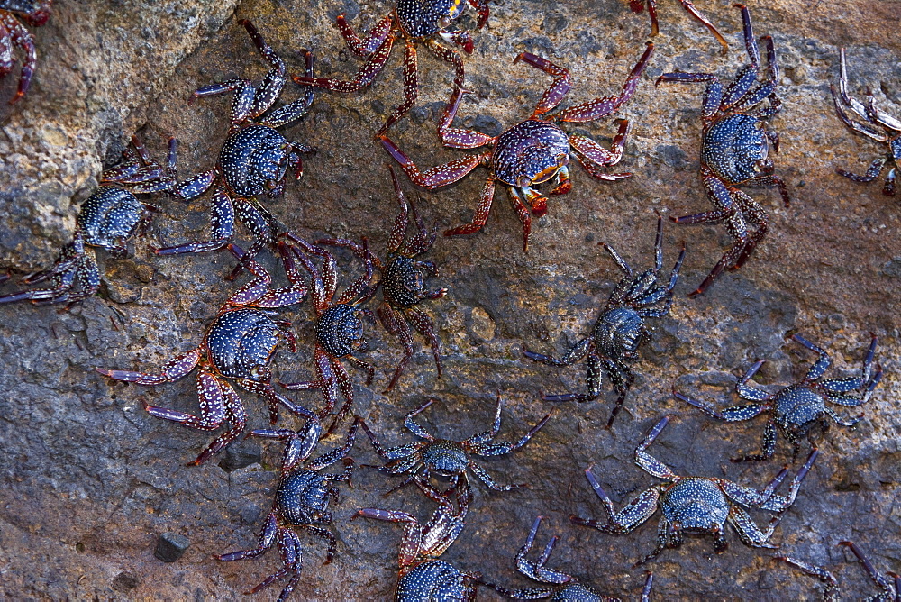 Sally lightfoot crabs (Grapsus grapsus) in the litoral of the Galapagos Island Archipelago, Ecuador. Pacific Ocean