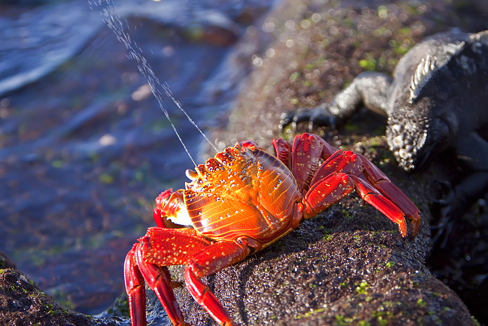 Sally lightfoot crab (Grapsus grapsus) spraying sea water from its mouth in the litoral of the Galapagos Island Archipelago, Ecuador. Pacific Ocean