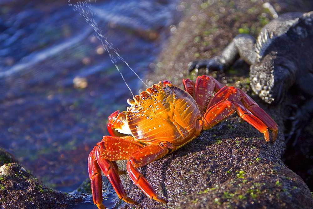 Sally lightfoot crab (Grapsus grapsus) spraying water towards marine iguana in the litoral of the Galapagos Island Archipelago, Ecuador