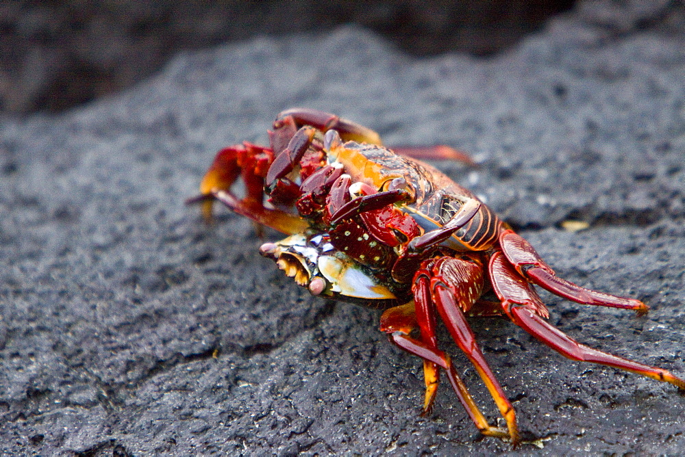 Sally lightfoot crabs (Grapsus grapsus) mating in the litoral of the Galapagos Island Archipelago, Ecuador