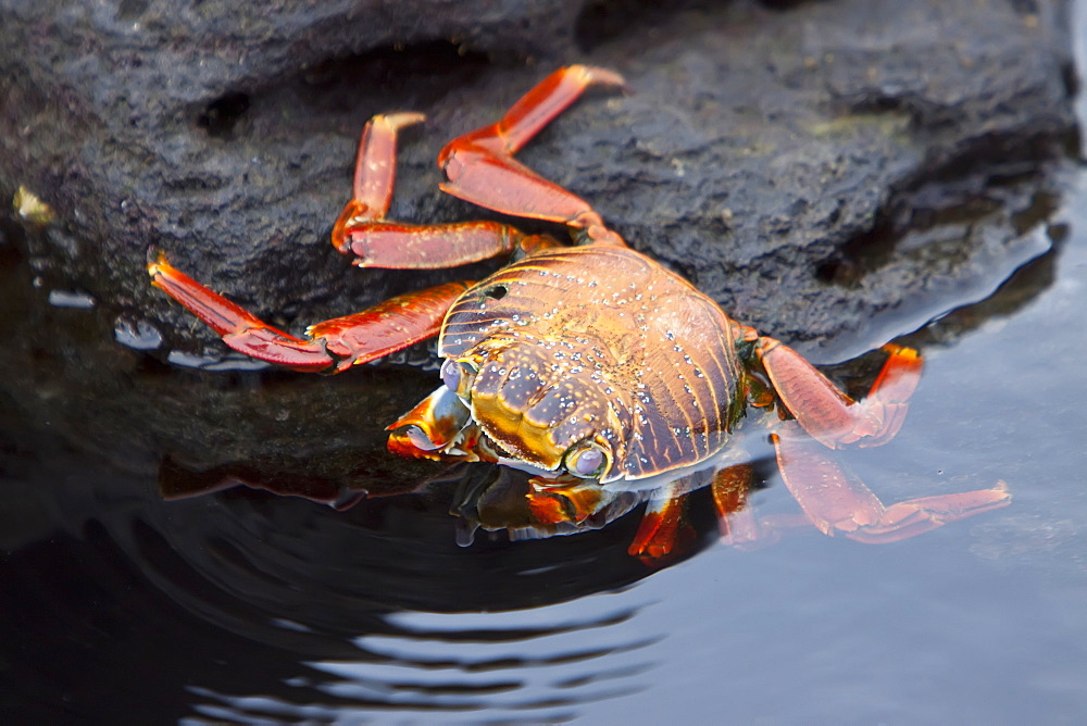 Sally lightfoot crab (Grapsus grapsus) in the litoral of the Galapagos Island Archipelago, Ecuador. Pacific Ocean