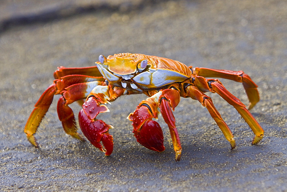 Sally lightfoot crab (Grapsus grapsus) in the litoral of the Galapagos Island Archipelago, Ecuador