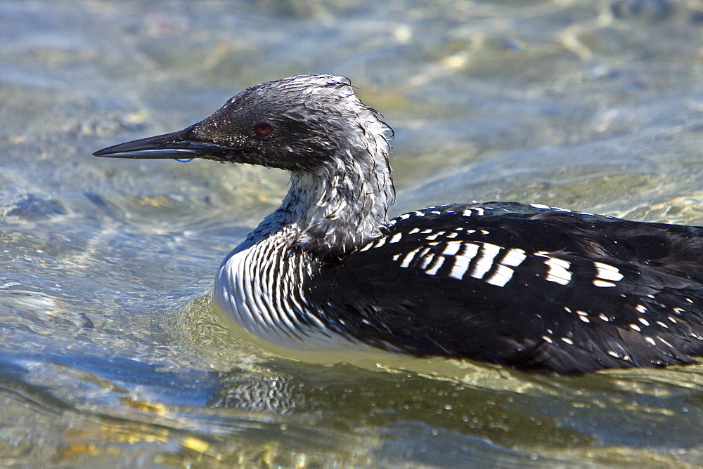 Common Loon (Gavia immer) feeding on the oceans surface at Puerto Don Juan in the middle Gulf of California (Sea of Cortez), Mexico. 