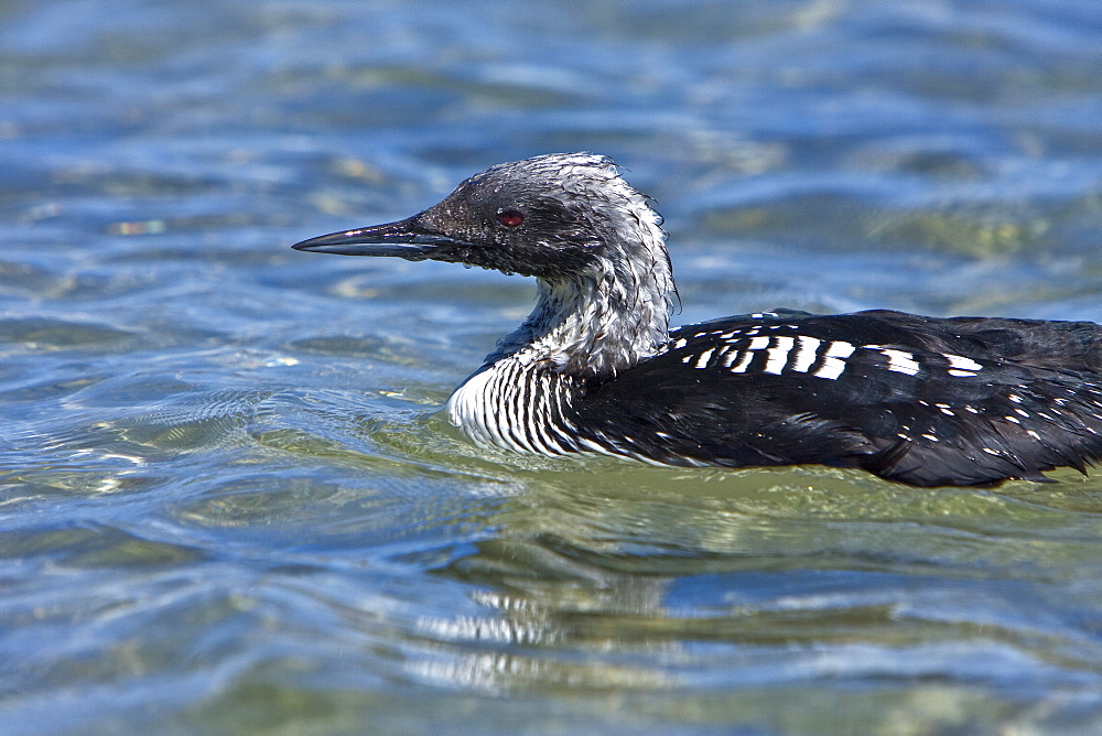 Common Loon (Gavia immer) feeding on the oceans surface at Puerto Don Juan in the middle Gulf of California (Sea of Cortez), Mexico. 