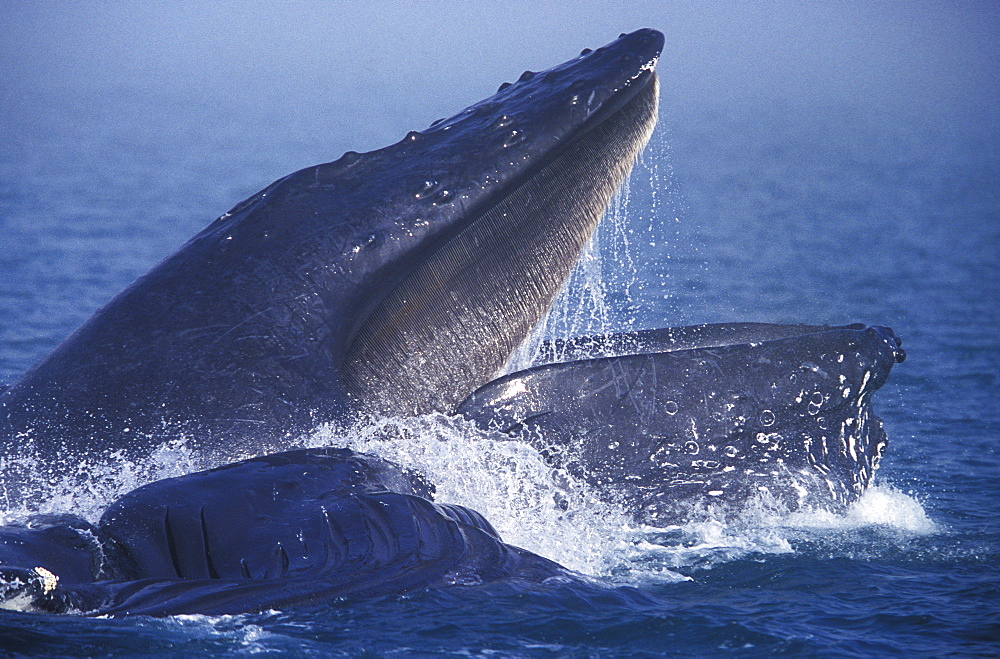 Humpback Whales (Megaptera novaeangliae) cooperatively "bubble-net" feeding in the fog in Chatham Strait, Southeast Alaska, USA.