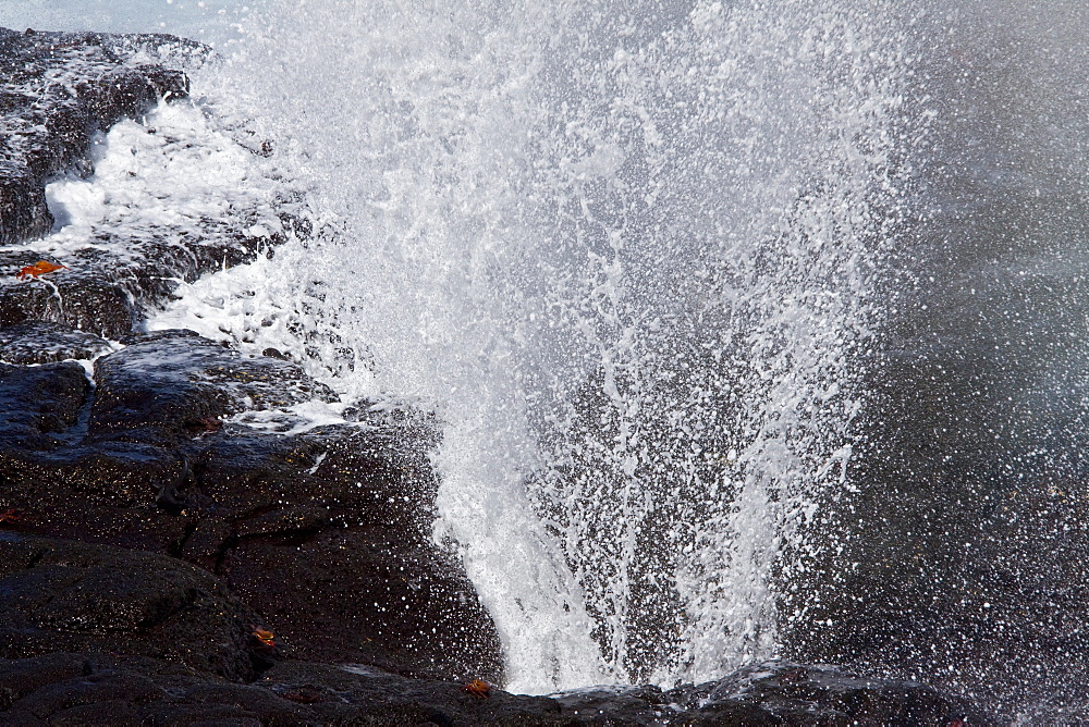 Blow hole spouting on Espanola Island Archipeligo, Ecuador. Pacific Ocean.