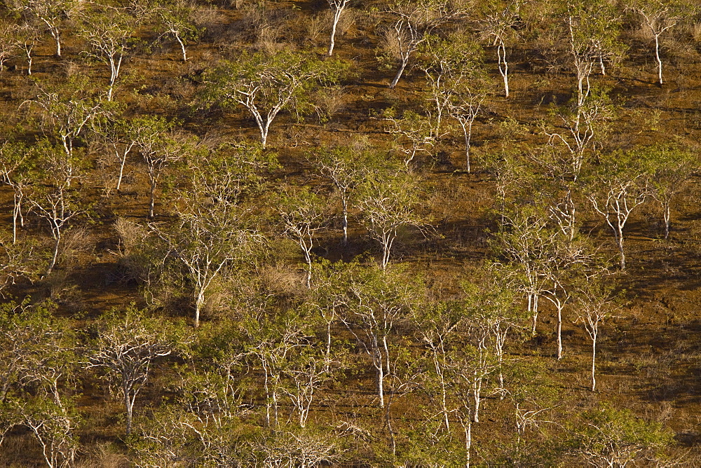 Palo Blanco trees in late afternoon light in the Galapagos Island Archipeligo, Ecuador. Pacific Ocean.