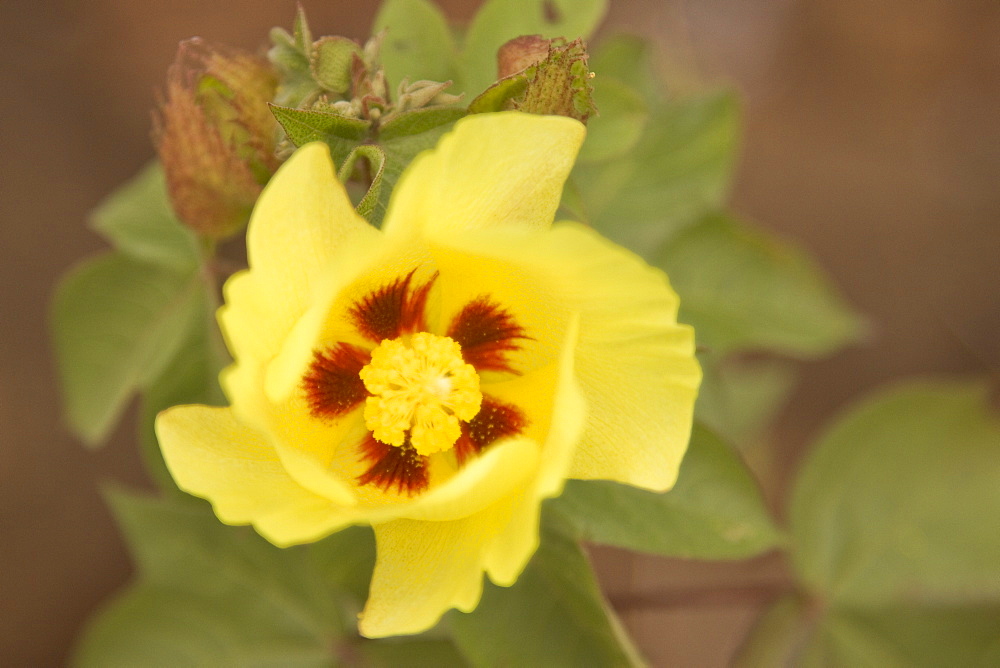 Macro images from the Galapagos Islands Archipeligo, Ecuador. Pacific Ocean. Shown here is a flower in bloom in the early morning.