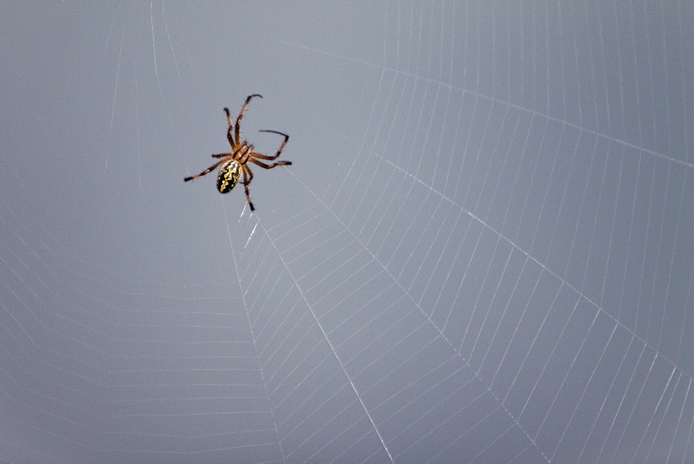 Macro images from the Galapagos Islands Archipeligo, Ecuador. Pacific Ocean. Shown here is a spider in its web.