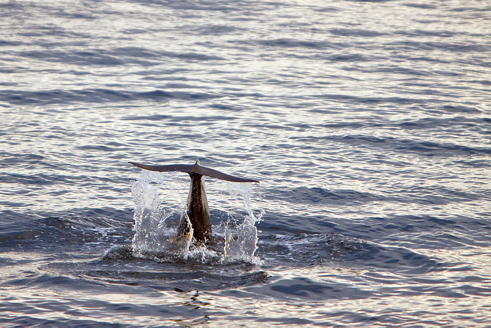 Short-finned pilot whale (Globicephala macrorhynchus) fluke-up dive off Isla San Pedro Martir, Gulf of California (Sea of Cortez), Baja California Norte, Mexico