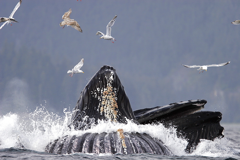 Adult Humpback Whales (Megaptera novaeangliae) cooperative bubble-net feeding for herring in Iyoukeen Bay, Chichagof Island, Southeast Alaska.