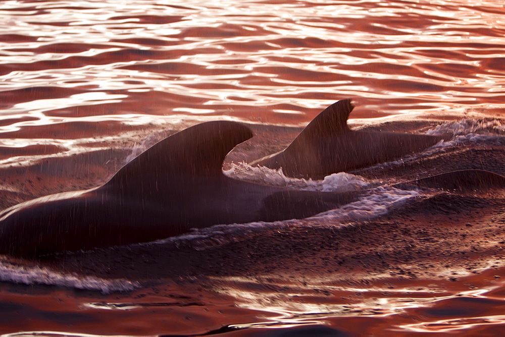 Short-finned pilot whale (Globicephala macrorhynchus) surfacing at sunset off Isla San Pedro Martir, Gulf of California (Sea of Cortez), Baja California Norte, Mexico