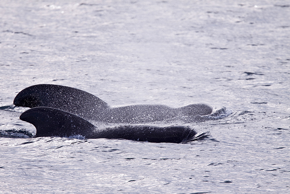 Short-finned pilot whale (Globicephala macrorhynchus) surfacing off Isla San Pedro Martir, Gulf of California (Sea of Cortez), Baja California Norte, Mexico