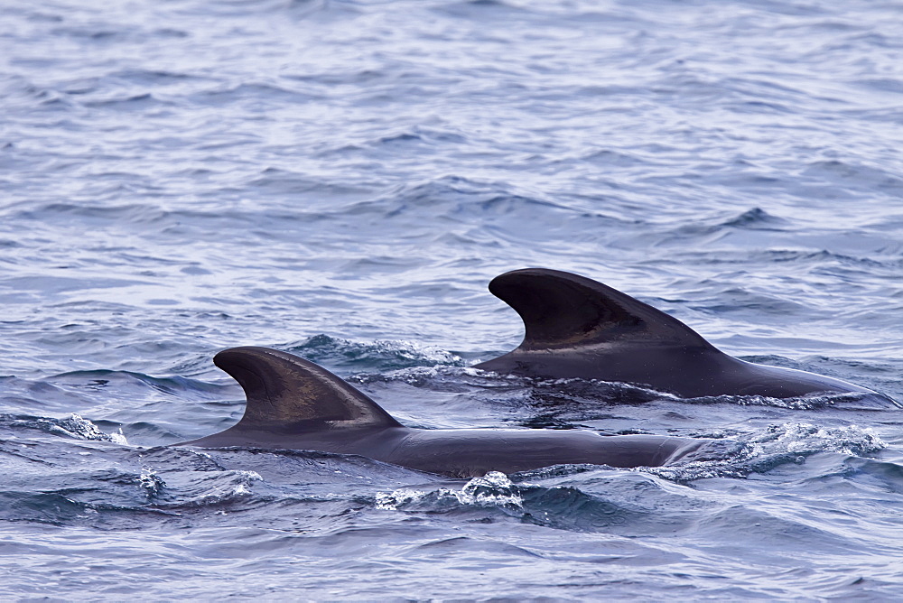 Short-finned pilot whale (Globicephala macrorhynchus) surfacing off Isla San Pedro Martir, Gulf of California (Sea of Cortez), Baja California Norte, Mexico