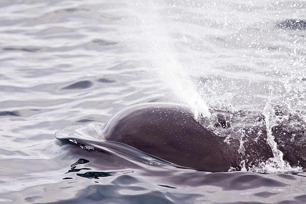 A pod of 40 to 50 short-finned pilot whales (Globicephala macrorhynchus) encountered SW of Isla San Pedro Martir, Gulf of California (Sea of Cortez), Baja California Norte, Mexico