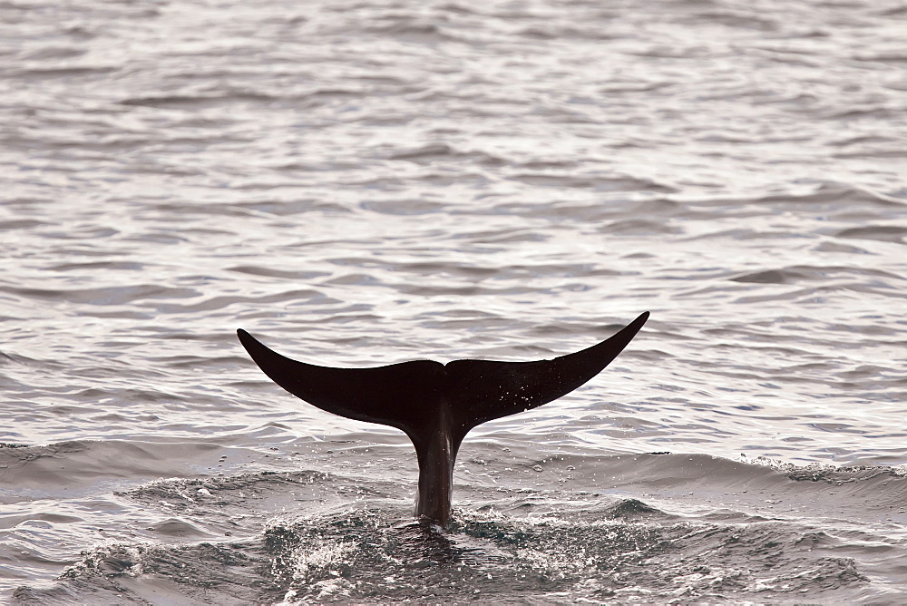 Short-finned pilot whale (Globicephala macrorhynchus) fluke-up dive off Isla San Pedro Martir, Gulf of California (Sea of Cortez), Baja California Norte, Mexico