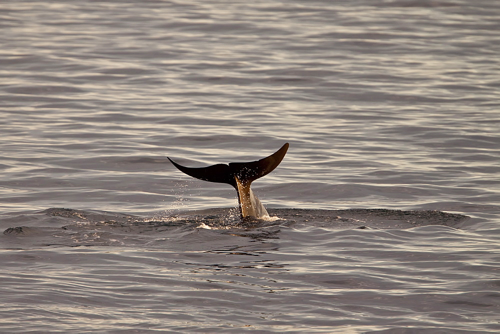 Short-finned pilot whale (Globicephala macrorhynchus) fluke-up dive off Isla San Pedro Martir, Gulf of California (Sea of Cortez), Baja California Norte, Mexico