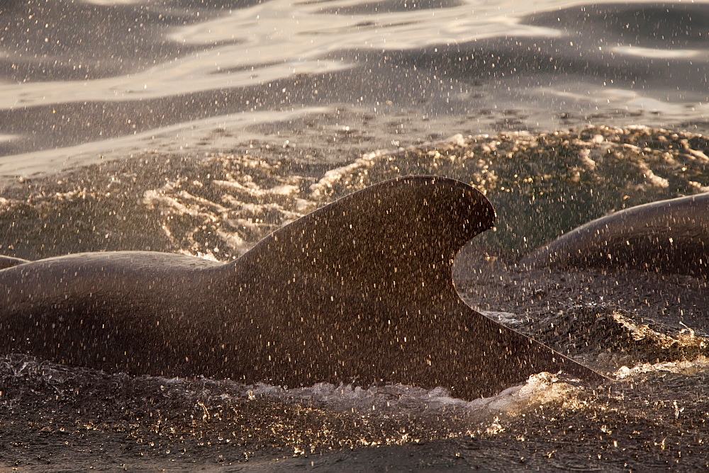 Short-finned pilot whale (Globicephala macrorhynchus) surfacing off Isla San Pedro Martir, Gulf of California (Sea of Cortez), Baja California Norte, Mexico