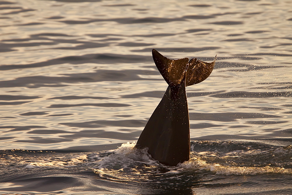 Short-finned pilot whale (Globicephala macrorhynchus) fluke-up dive off Isla San Pedro Martir, Gulf of California (Sea of Cortez), Baja California Norte, Mexico