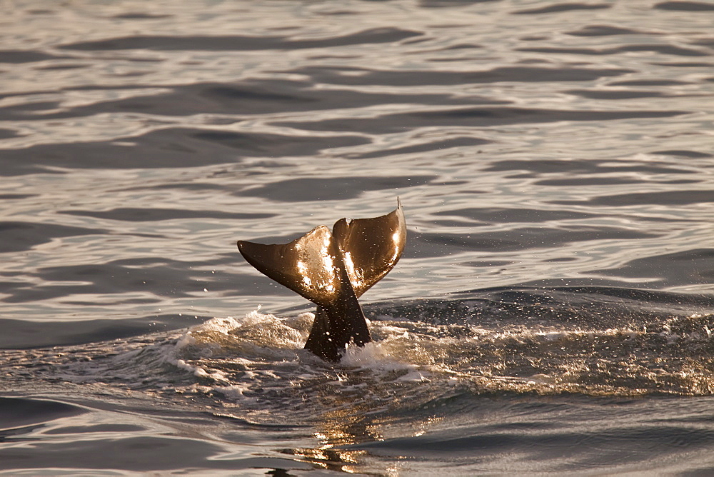 Short-finned pilot whale (Globicephala macrorhynchus) fluke-up dive off Isla San Pedro Martir, Gulf of California (Sea of Cortez), Baja California Norte, Mexico