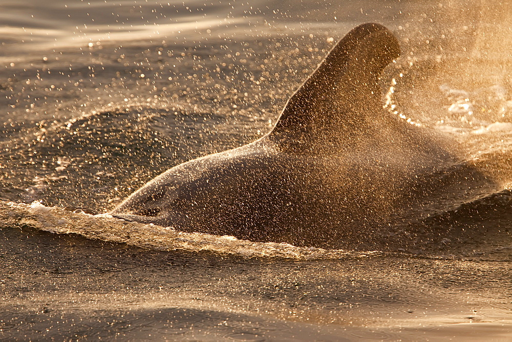 Short-finned pilot whale (Globicephala macrorhynchus) surfacing at sunset off Isla San Pedro Martir, Gulf of California (Sea of Cortez), Baja California Norte, Mexico
