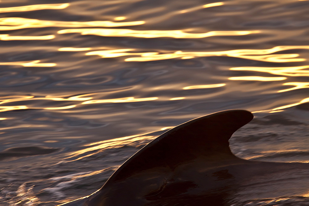 Short-finned pilot whale (Globicephala macrorhynchus) surfacing off Isla San Pedro Martir, Gulf of California (Sea of Cortez), Baja California Norte, Mexico