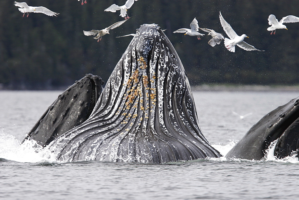 Adult humpback whales (Megaptera novaeangliae) cooperative bubble-net feeding in Iyoukeen Bay, southeast Alaska, USA.