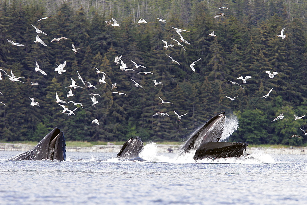 Adult humpback whales (Megaptera novaeangliae) cooperative bubble-net feeding in Iyoukeen Bay, southeast Alaska, USA.