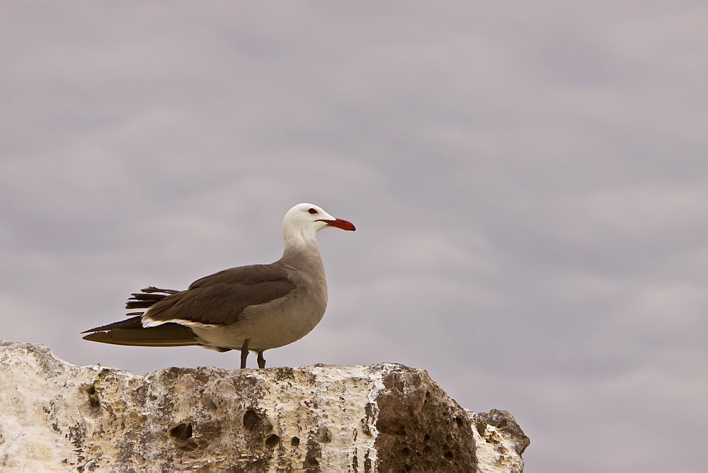 Adult Heermann's gull (Larus heermanni) on their breeding grounds on Isla Rasa in the middle Gulf of California (Sea of Cortez), Mexico