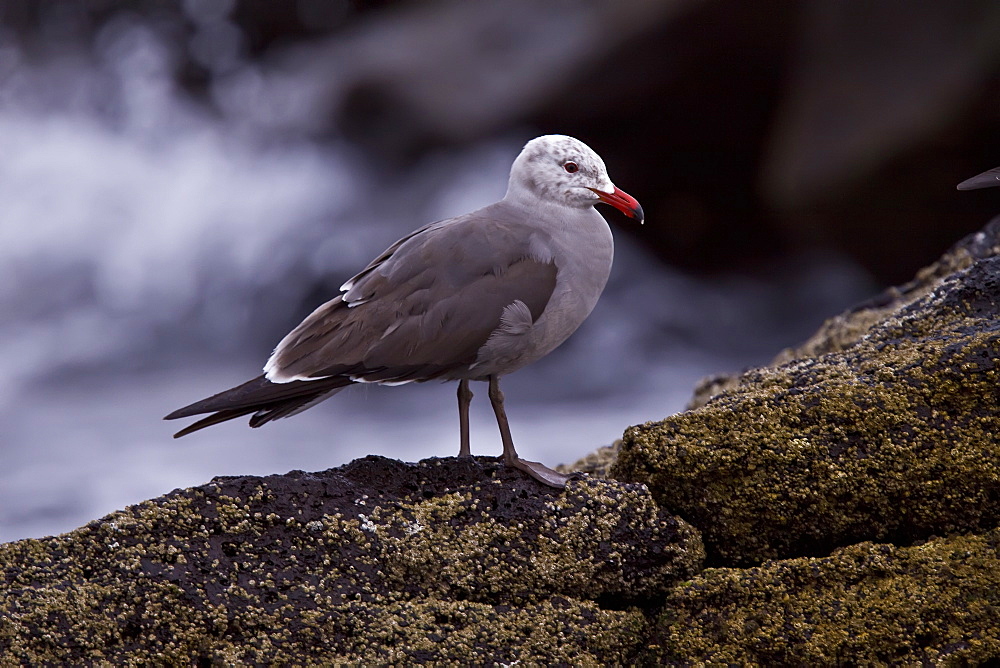 Juvenile Heermann's gull (Larus heermanni) on their breeding grounds on Isla Rasa in the middle Gulf of California (Sea of Cortez), Mexico