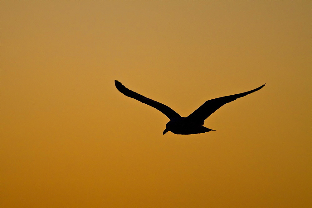 Yellow-footed Gull (Larus livens) in flight at sunset in the Gulf of California (Sea of Cortez), Mexico. MORE INFO: This species is enedemic to only the Gulf of California.