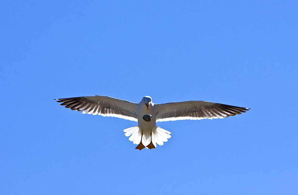 Yellow-footed Gull (Larus livens) eating clams at low tide in Puerto Don Juan in the Gulf of California (Sea of Cortez), Mexico