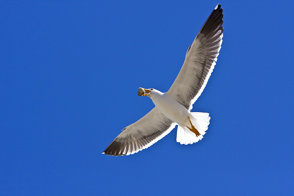 Yellow-footed Gull (Larus livens) eating clams at low tide in Puerto Don Juan in the Gulf of California (Sea of Cortez), Mexico