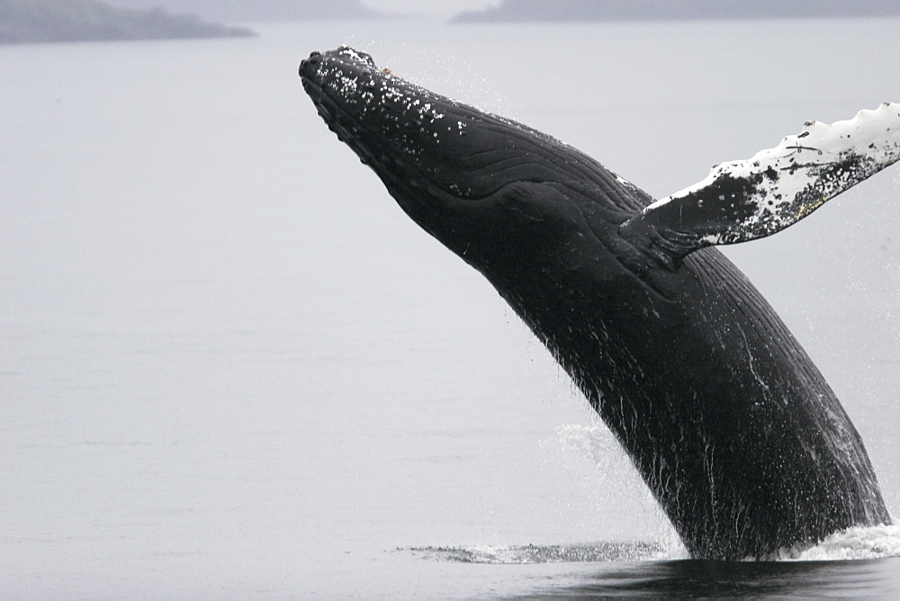 Adult Humpback Whale (Megaptera novaeangliae) breaching in Frederick Sound, Southeast Alaska, USA. Pacific Ocean.