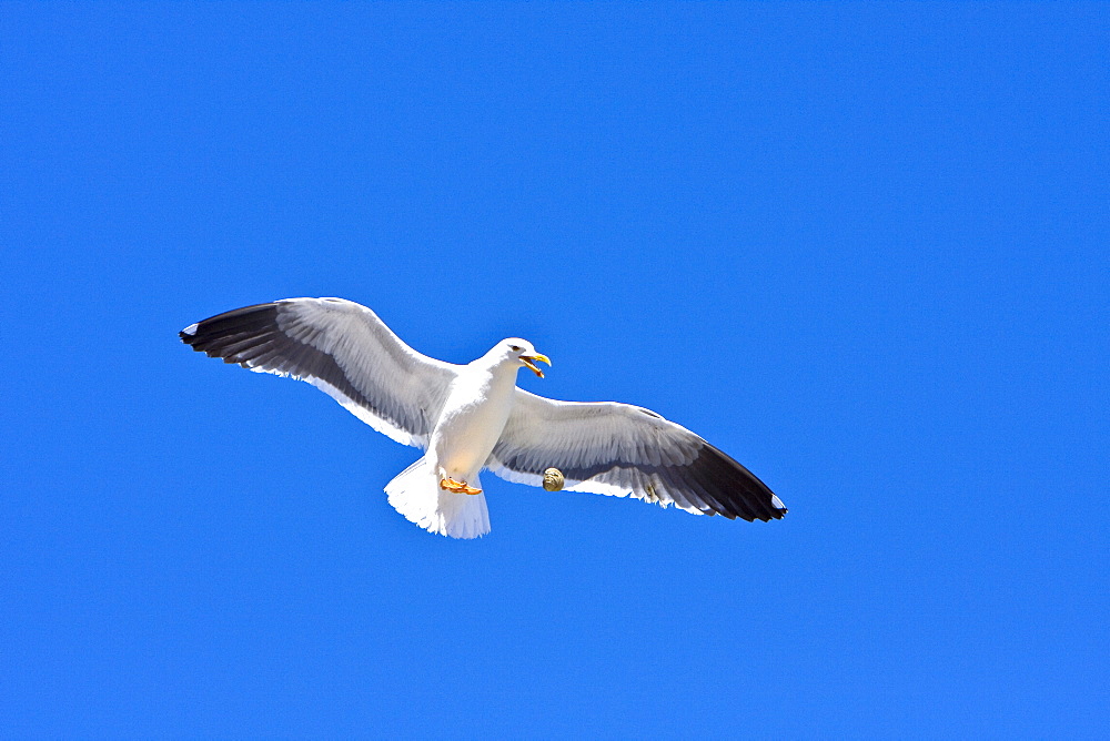 Yellow-footed Gull (Larus livens) eating clams at low tide in Puerto Don Juan in the Gulf of California (Sea of Cortez), Mexico