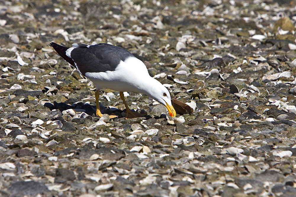 Yellow-footed Gull (Larus livens) eating clams at low tide in Puerto Don Juan in the Gulf of California (Sea of Cortez), Mexico